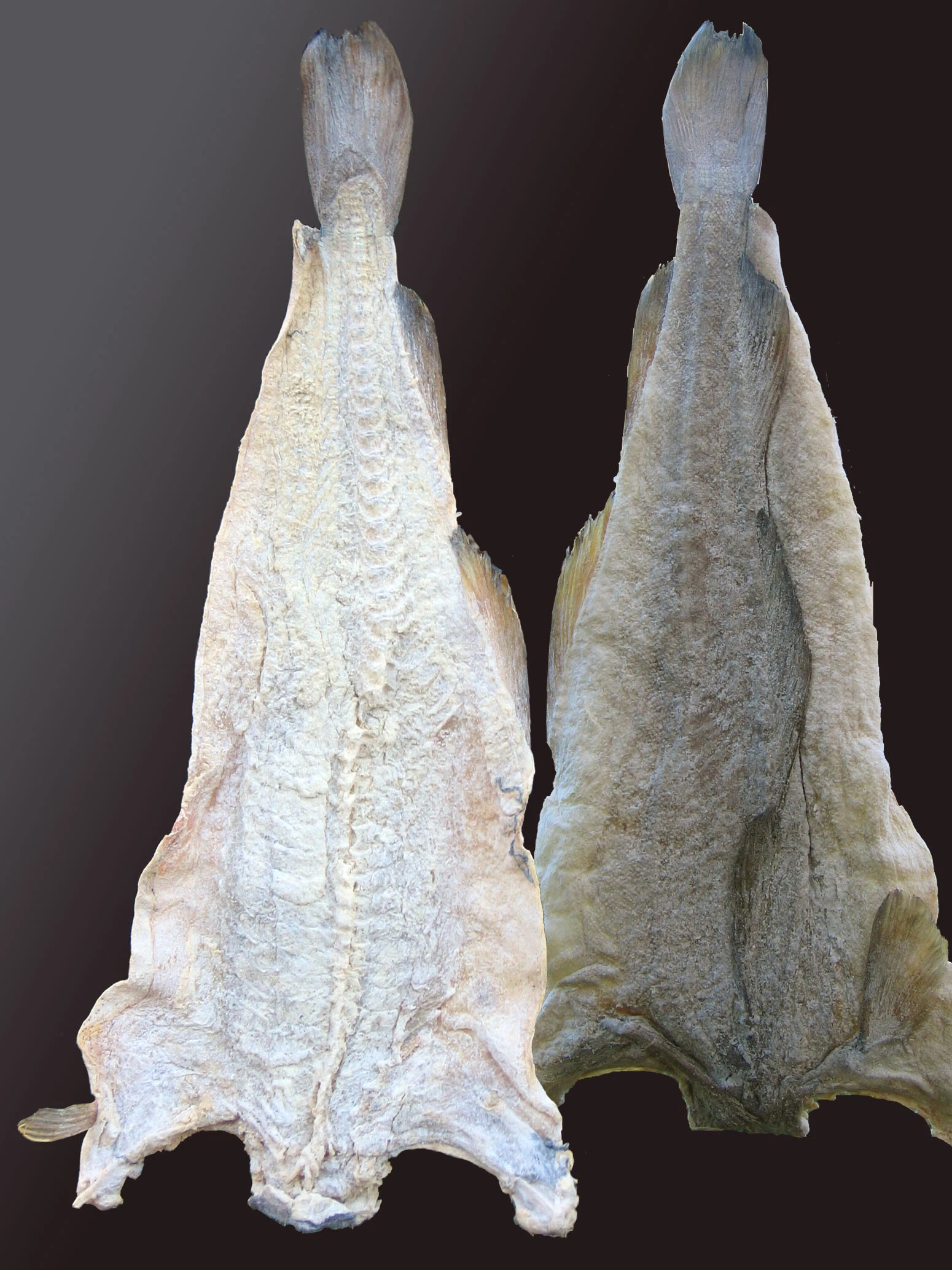 Merluzzi salati e essiccati (stockfish), il bacalhau prima della dissalatura Merluzzi salati e essiccati (stockfish), il bacalhau prima della dissalatura